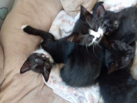 Katzenkinder suchen ein Zuhause