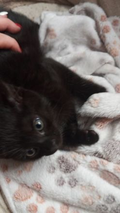 Katzenkinder suchen ein Zuhause