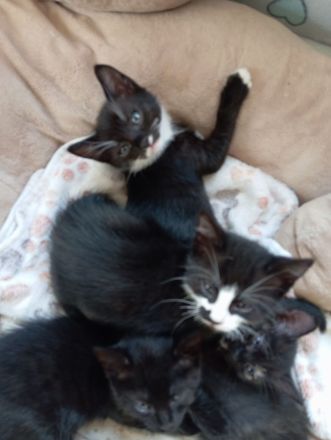 Katzenkinder suchen ein Zuhause