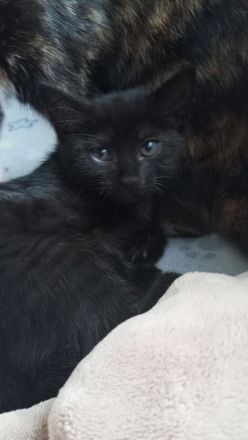 Katzenkinder suchen ein Zuhause