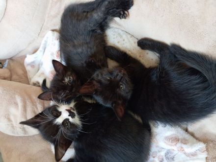 Katzenkinder suchen ein Zuhause