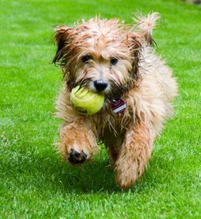 Reinrassiger Havaneser Rüde sucht Hündin… (Deckrüde)