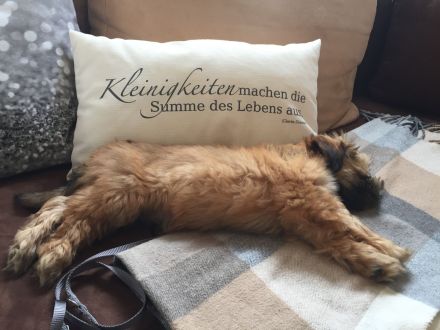 Reinrassiger Havaneser Rüde sucht Hündin… (Deckrüde)