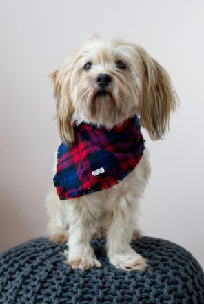 Reinrassiger Havaneser Rüde sucht Hündin… (Deckrüde)