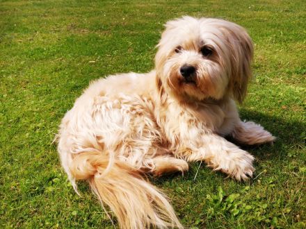 Reinrassiger Havaneser Rüde sucht Hündin… (Deckrüde)