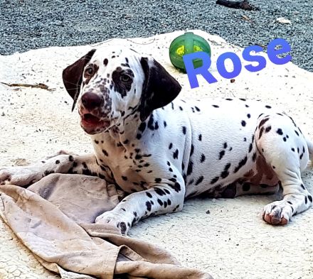 Zuckersüße Dalmatiner Welpen