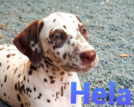 Zuckersüße Dalmatiner Welpen