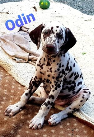 Zuckersüße Dalmatiner Welpen