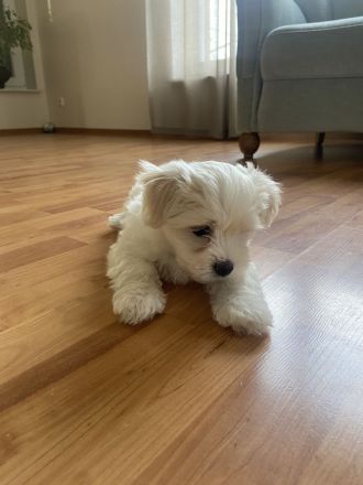 Malteser-Welpenrüde sucht ein liebevolles Zuhause!