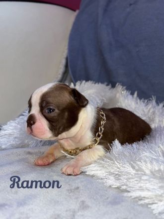 Boston Terrier in Farbe mit Näschen