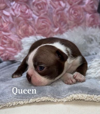 Boston Terrier in Farbe mit Näschen