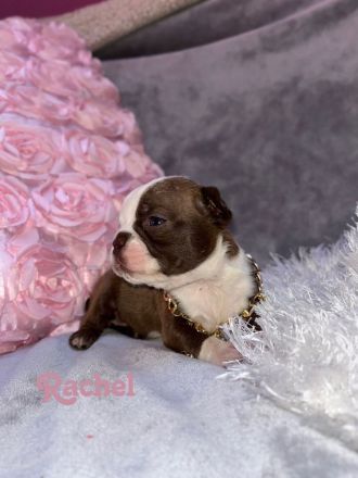 Boston Terrier in Farbe mit Näschen