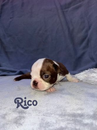 Boston Terrier in Farbe mit Näschen