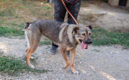 Schenkst du Lady Silver Geborgenheit?