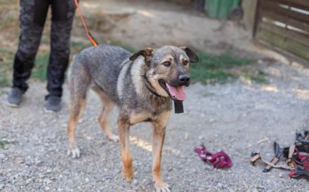Schenkst du Lady Silver Geborgenheit?