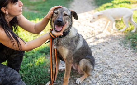 Schenkst du Lady Silver Geborgenheit?