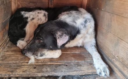 Kannst du Sina ein ruhiges Zuhause bieten?