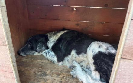 Kannst du Sina ein ruhiges Zuhause bieten?