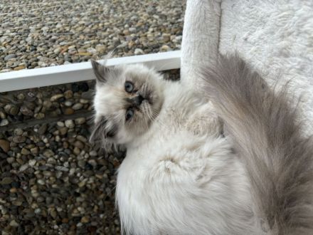 Wunderschöne Perser-Katzen zu verkaufen