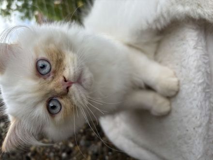 Wunderschöne Perser-Katzen zu verkaufen