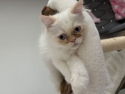 Wunderschöne Perser-Katzen zu verkaufen