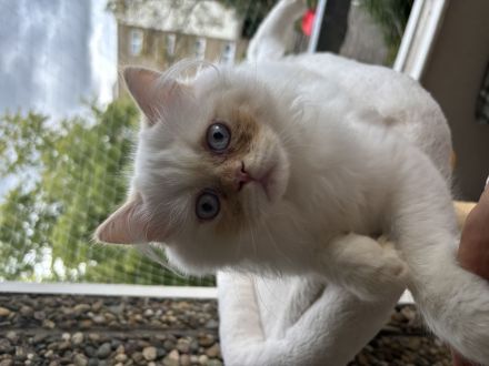 Wunderschöne Perser-Katzen zu verkaufen