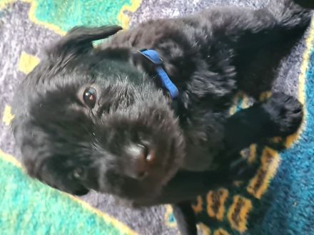 Riesenschnauzerwelpen