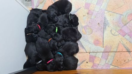 Riesenschnauzerwelpen