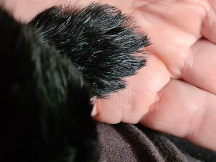 Riesenschnauzerwelpen