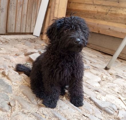 Herzliches Puli-Mädchen (Ur-Pudel) - unkompliziert, robust, vital, intelligent (Kleinpudel)