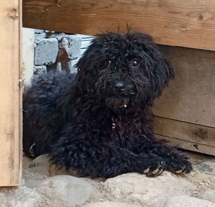 Herzliches Puli-Mädchen (Ur-Pudel) - unkompliziert, robust, vital, intelligent (Kleinpudel)