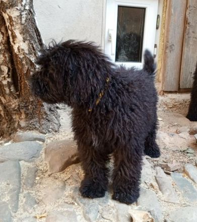 Herzliches Puli-Mädchen (Ur-Pudel) - unkompliziert, robust, vital, intelligent (Kleinpudel)