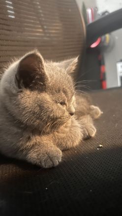 BKH Kitten abzugeben