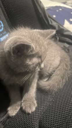 BKH Kitten abzugeben