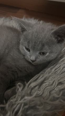 BKH Kitten abzugeben