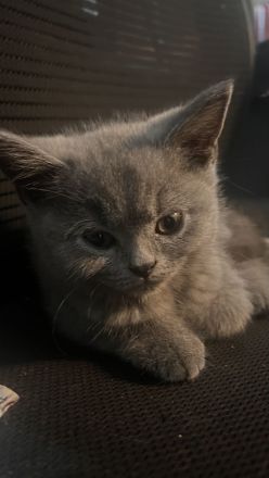 BKH Kitten abzugeben