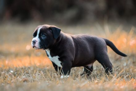 American Bully Standard