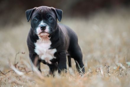 American Bully Standard