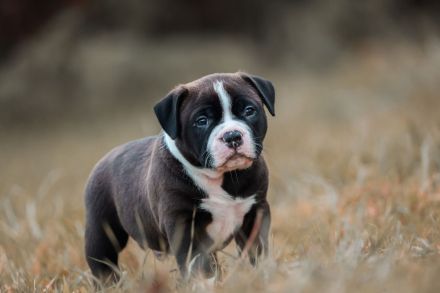 American Bully Standard