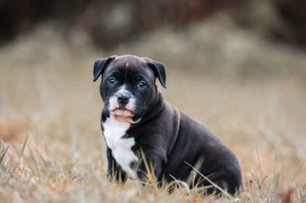 American Bully Standard