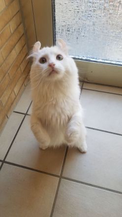 Süsse seltene American Curl  Jungkatzen, weiblich