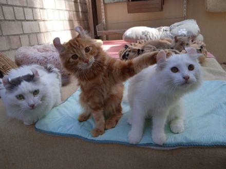 Süsse seltene American Curl  Jungkatzen, weiblich