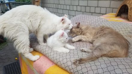 Süsse seltene American Curl  Jungkatzen, weiblich