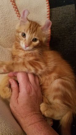 Süsses Kittenpärchen / Kätzchen, weiblich, seltene American Curl