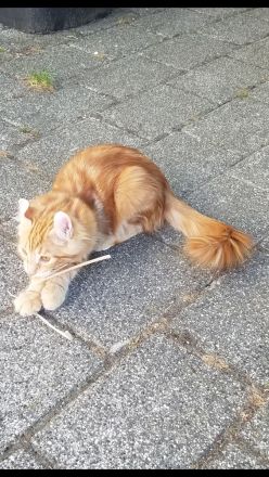 Süsse seltene American Curl  Jungkatzen, weiblich