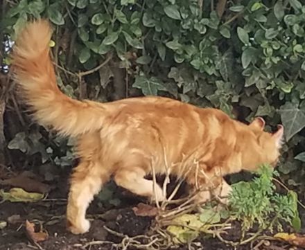 Süsse seltene American Curl  Jungkatzen, weiblich