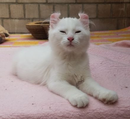 Süsses Kittenpärchen / Kätzchen, weiblich, seltene American Curl