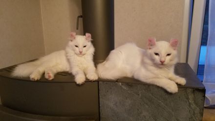 Süsses Kittenpärchen / Kätzchen, weiblich, seltene American Curl