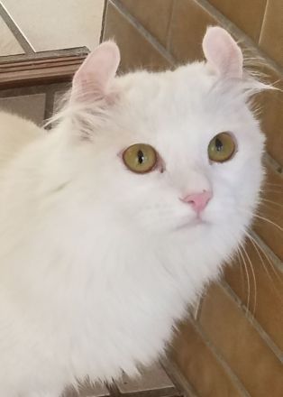 Süsse seltene American Curl  Jungkatzen, weiblich