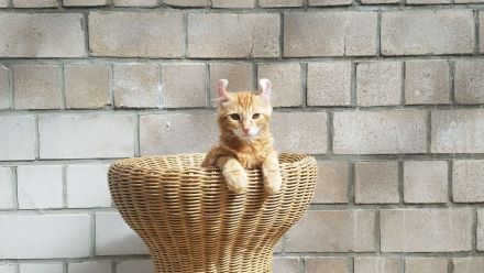 Süsses Kittenpärchen / Kätzchen, weiblich, seltene American Curl